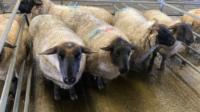 Cull ewe prices at marts exceed the highs of 2021