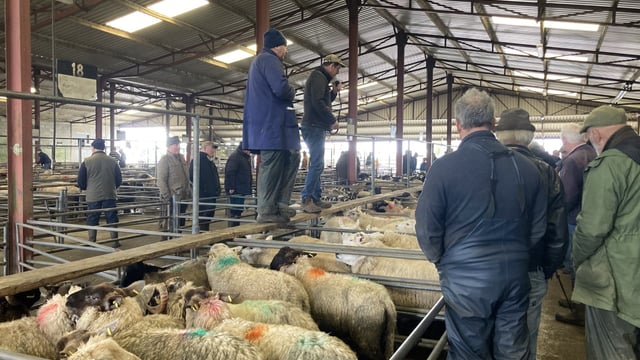 Pics and prices: Cull ewes top €230 at Mountbellew Mart