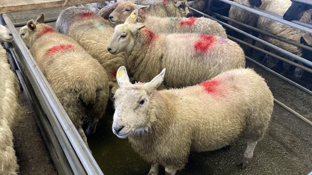Sheep kill: Short week sees throughput stand at just over 36,000 head