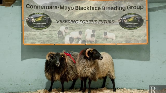 Connemara/Mayo Blackface Breeding Group's special spring sale a 'success'
