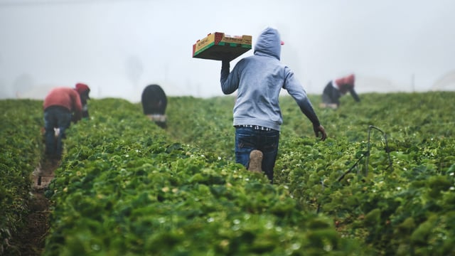 Labour costs among biggest challenges for food sector - FDI
