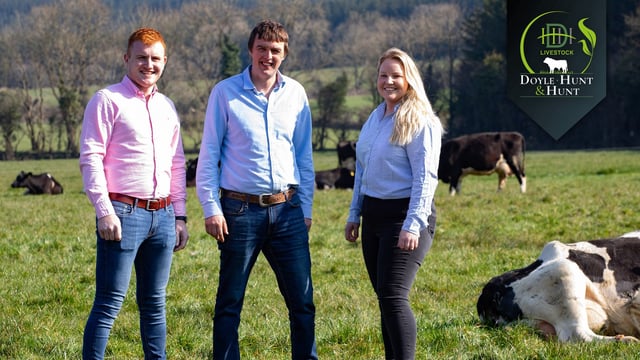 Ireland's first 'virtual livestock mart' opens for business