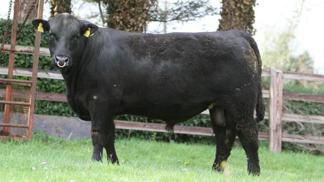 Angus bull sale comes to Urlingford export centre