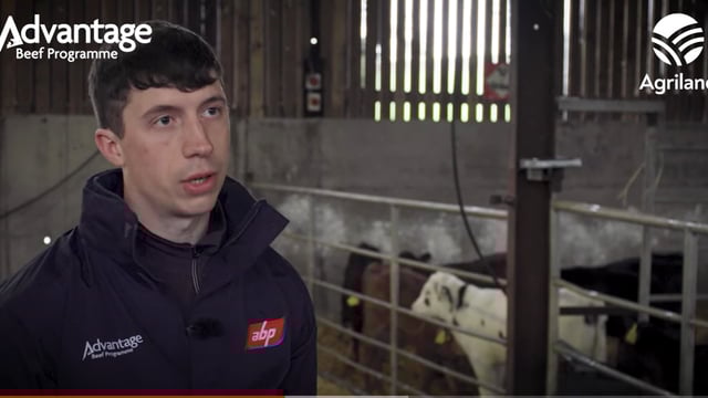 Video: See inside ABP Demo Farm's calf-rearing operation