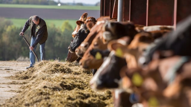 10,000 cows involved in pilot methane-reduction programme