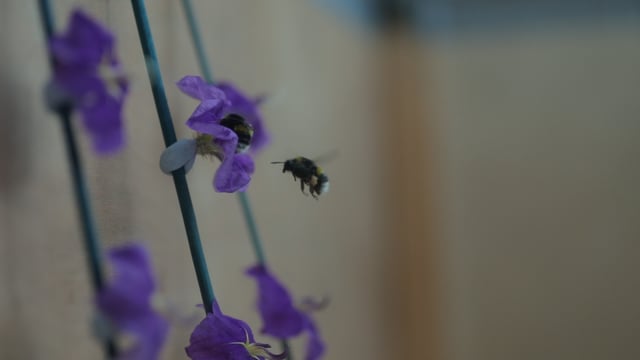 Scientists to create tiny robotic bees for pollination