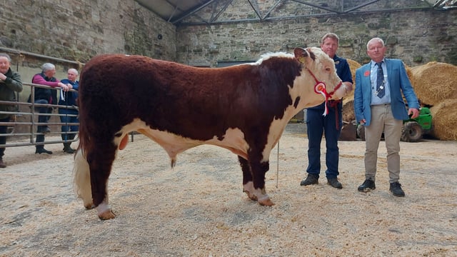 Full clearance and top trade for Hereford bulls at Bandon