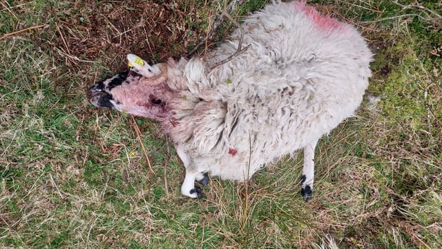Gardaí launch investigation into death of sheep in Kerry