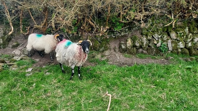 27 sheep killed in dog attack in Tipperary