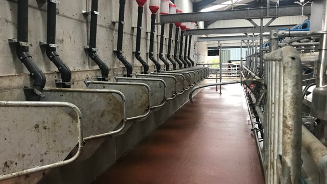 Dairy Focus: 'Dairying just suits family life better'