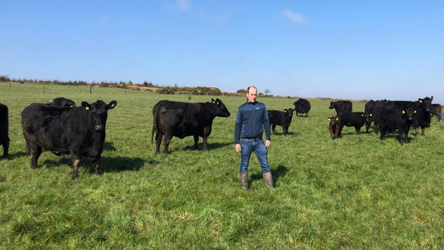 Cork farmer appointed head of Angus breed in Europe