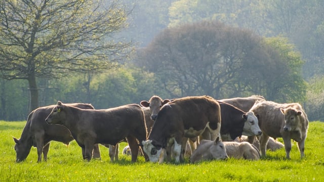 Agri-jobs: Mart manager, sales, farm and forestry roles offered