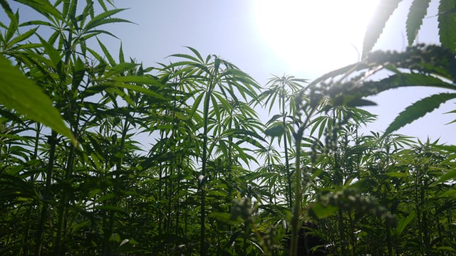 Irish hemp grower to address EU workshop next week