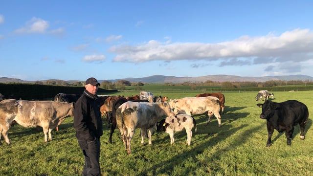 Beef Focus: 500-cow suckler farm gears up for special sale