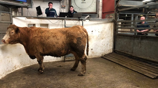 Mart report: Beef cattle hit €3.15/kg liveweight at Granard