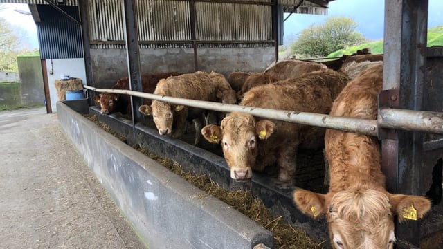 Factory quotes: Price rise sees heifers at €5/kg base