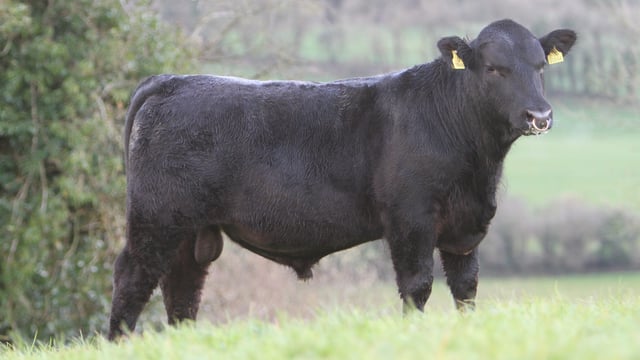 Cork Angus breeder to donate bull proceeds to Pieta House