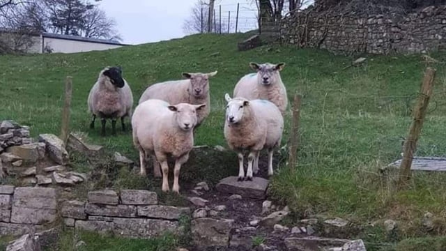Donegal Gardaí remind dog owners of dangers to sheep