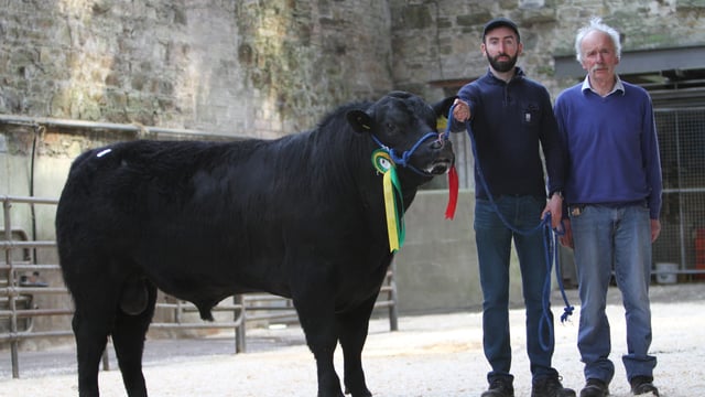 Munster Aberdeen Angus club sets sale record of €5,100