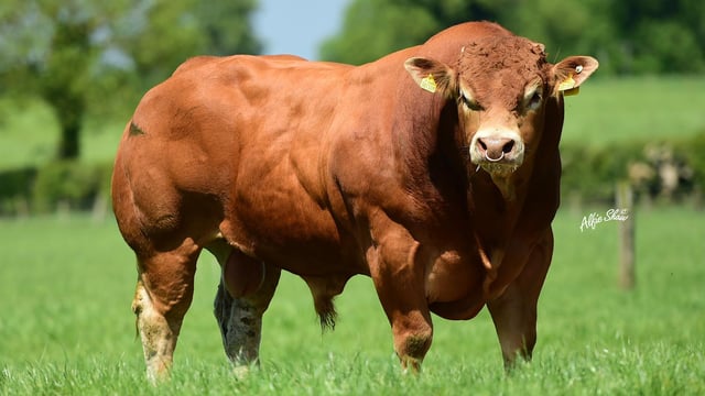Thurles mart to host Limousin Society sale this Saturday