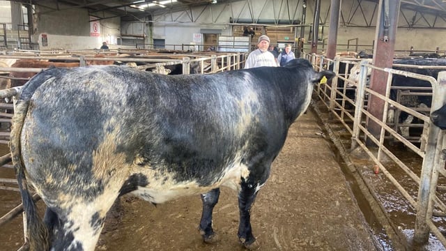 Young bulls in hot demand at Carnew Mart