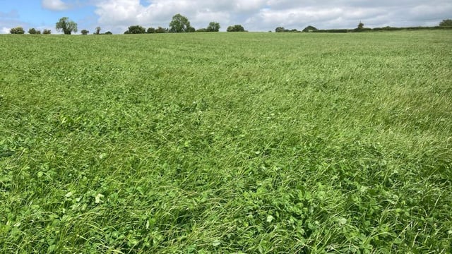 ABP Demo Farm: Five cuts of silage with no fertiliser