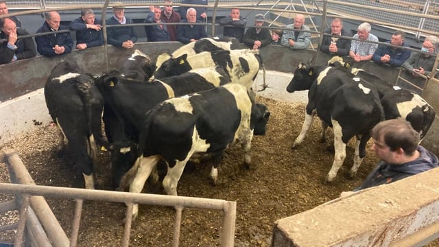 Farmer activity heats up for store cattle at Castleisland mart