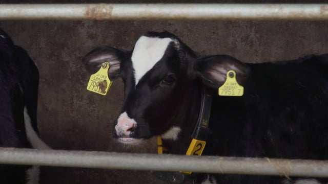 How to: Get calves off to a great start in life
