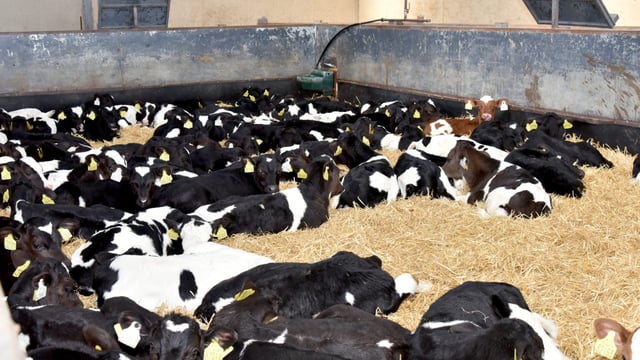 Cattle export numbers surge despite sailing setbacks
