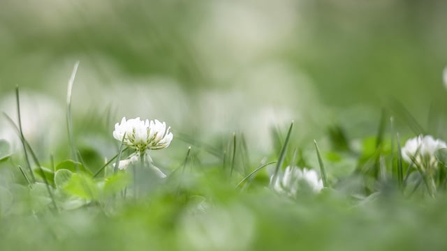 Nationwide farm walks to highlight the benefits of white clover start today