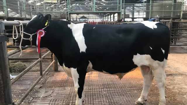 CHFC bull sale achieves top price of €3,300