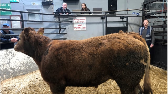 Mart report: Booming bullock trade at Ballyjamesduff Mart