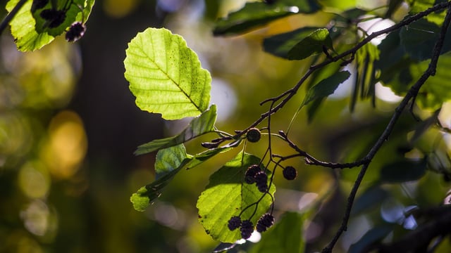 Budget 2024: €110m for forestry