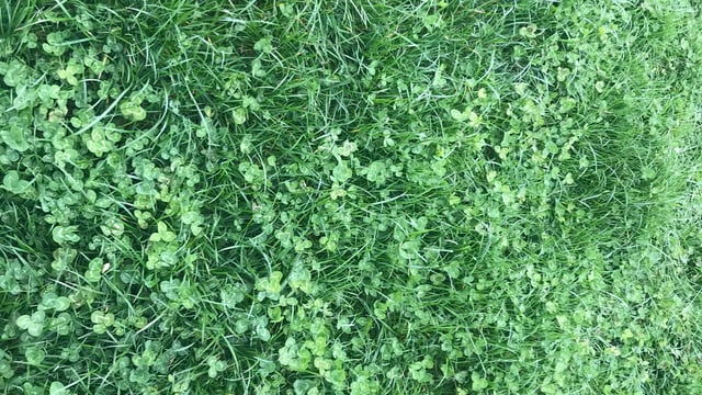 Improving clover persistence on beef and sheep farms