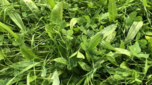 Multi-species Sward and Red Clover Silage measures open