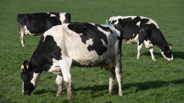 Agriculture revealed as NI's largest source of emissions