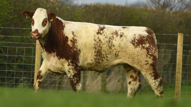 On-farm sale of over 200 in-calf heifers this Saturday