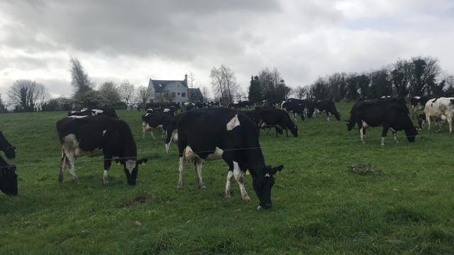 Breeding focus: Producing 140kg of milk solids over co-op average
