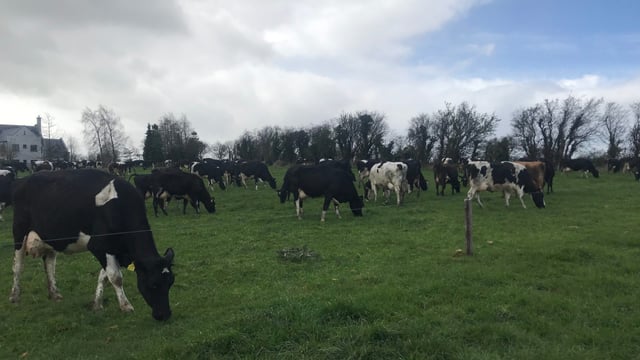 'I cannot fix a cell count issue without milk recording'