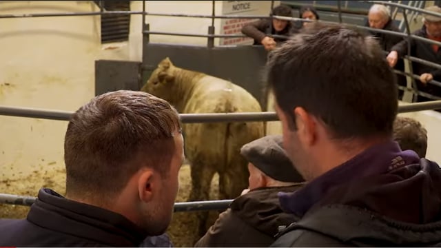 Mart trade sees 'record' prices for cattle over the weekend