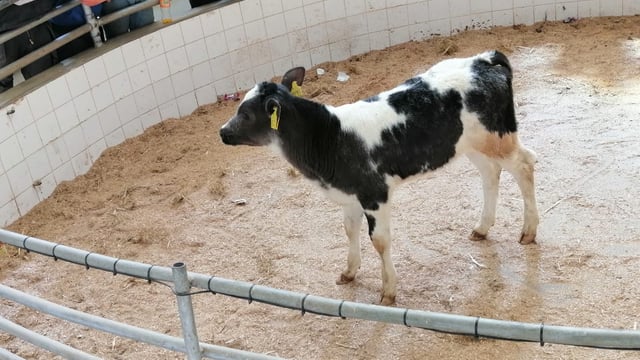 Calf trade up €20-40/head on last week