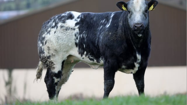 365kg crossbred heifer makes €4,400 at Carrigallen Mart