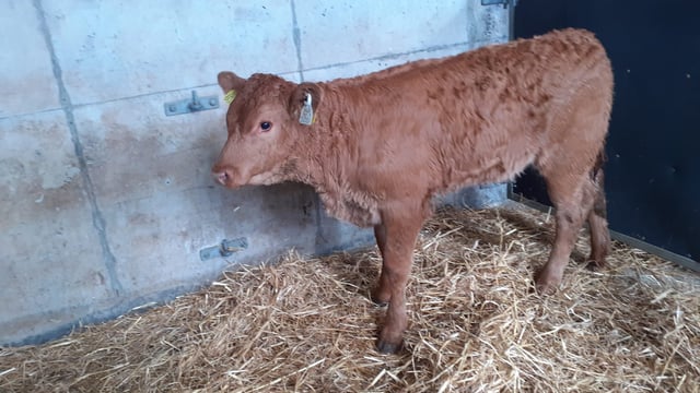 Stronger calves still a good trade at Waterford Ross