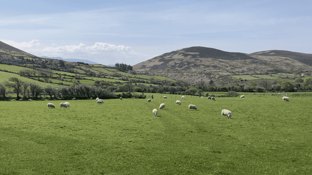 Ifac Farm Report: Controlling costs 'crucial' for sheep farmers