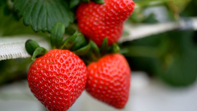 Healy-Rae 'engaging' with horticulture sector on storm impact - TD