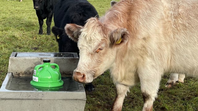 Mineral series: What exactly is rumen bloat in dairy cows?