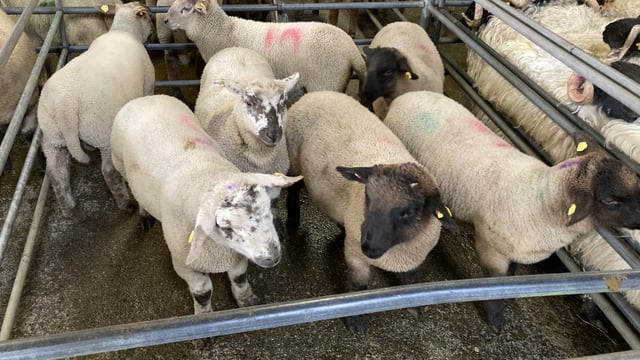 Sheep trade: Spring lamb and hogget prices increase