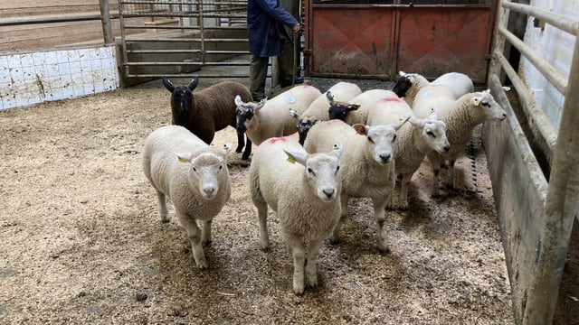 Spring lamb prices ease by €3-4/head at Enniscorthy Mart
