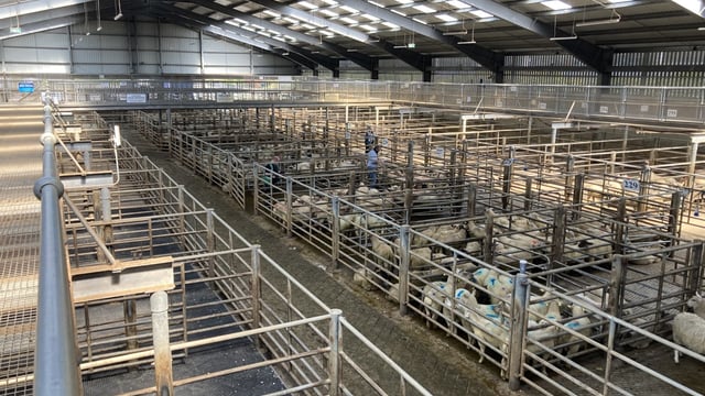 Trade for spring lambs goes 'belly up' at Kilkenny Mart