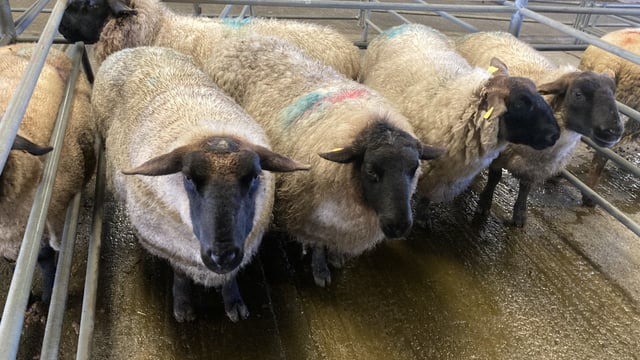 No let up in the cull ewe trade as prices break €300